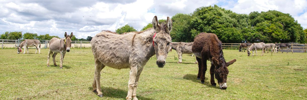 Donkeys grazing at the Isle of Wight Donkey Sanctuary